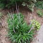 Liriope muscari